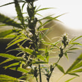 Covering the UK Cannabis Market: The Medical and Recreational Segments